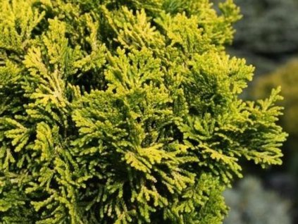 Cypřišek tupolistý 'Aurora'