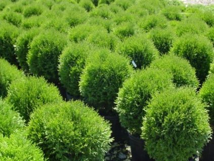 Cedar Little Giant Aubin Nurseries 600x439