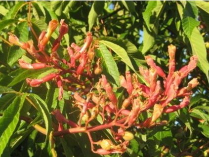 Jírovec proměnlivý 'Pendulifolia'