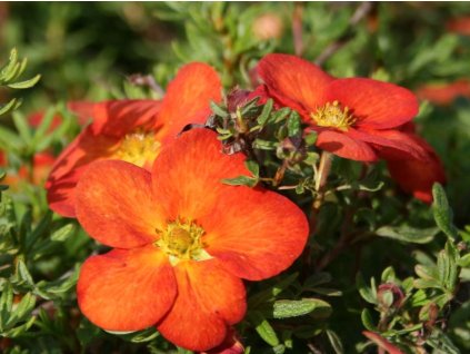 Mochna křovitá 'Marian Red Robin'