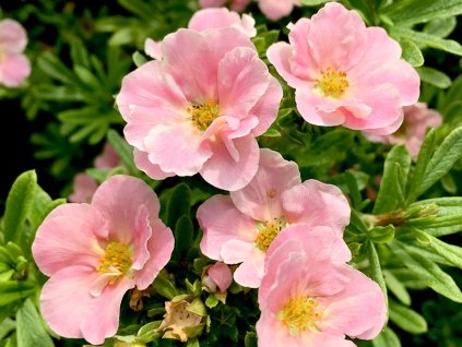 Mochna křovitá 'Pink Paradise' PBR