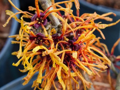 Hamamelis Aphrodite (2)