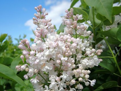 Šeřík obecný 'Krasawica Moskwy'