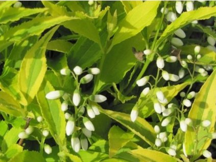 variegata2