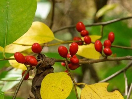 Lindera benzoin