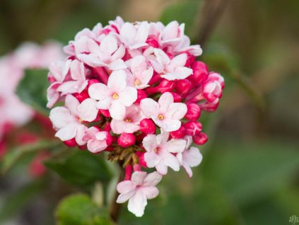 Kalina Carlesova 'Aurora'