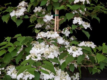 Kalina japonská 'Jww1' 'Kilimanjaro'