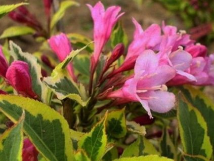 Vajgélie květnatá 'Brigela' PBR French Lace