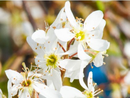 Amelanchier lamarckův kopie