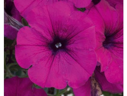 dark purple