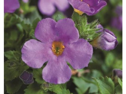 violet