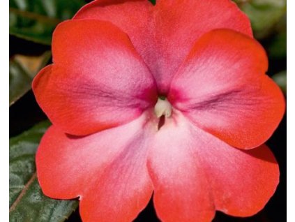 cerise