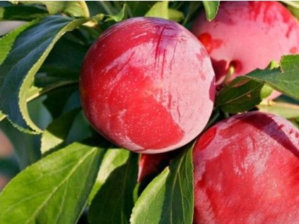 Japonská švestka 'Autumn Giant'