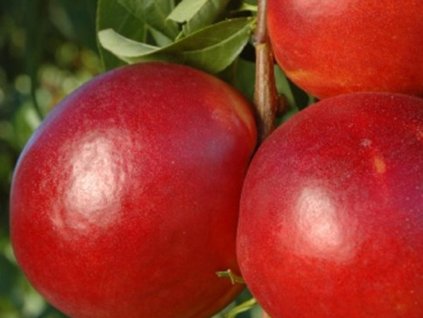 Nektarinka 'Fire Top'