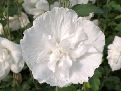 white chiffon