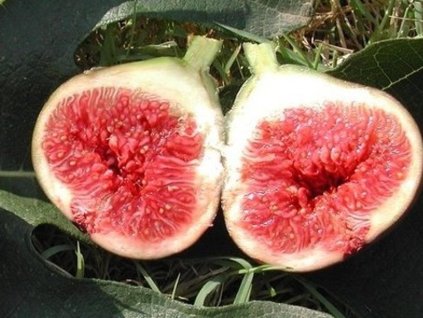 carica