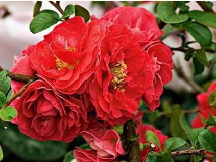 Kdoulovec Cinsky (kdoulovce čínského, Kdoulovec čínský, Chaenomeles sinensis, barvou květů) Kdoulovec Cinsky