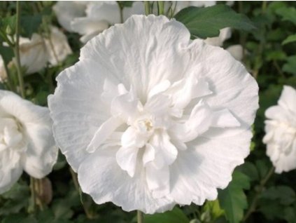chiffon