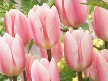 apricot delaight