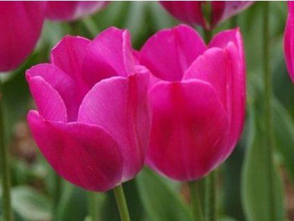 sweet rosy