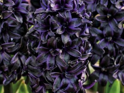 Hyacint 'Dark Dimension' (Balení cibule 17/18 - 5 ks)