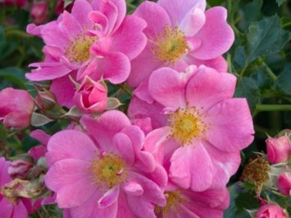 rose