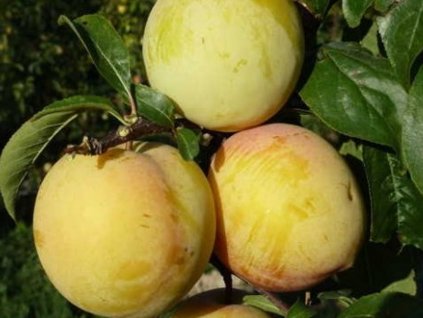 Japonská švestka 'Golden Plumosa'