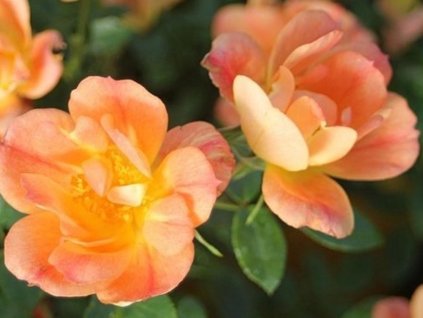 apricot