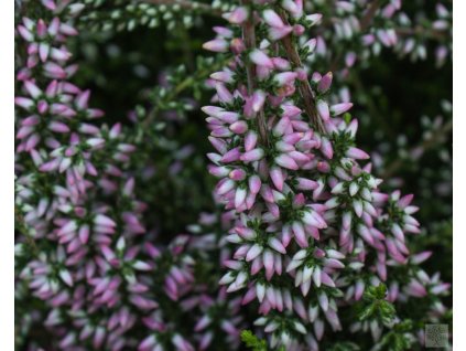 calluna vulgaris salena