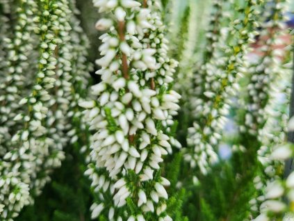 Calluna vulgaris Veluwe (2)