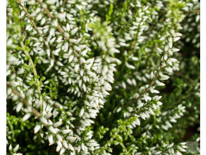 calluna vulgaris valentina