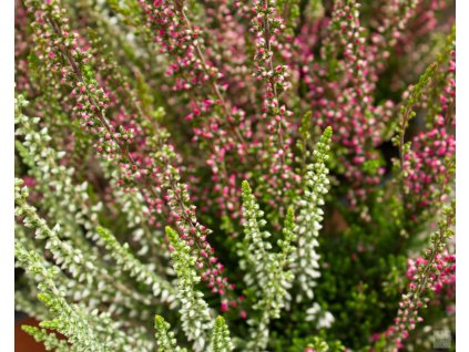 calluna vulgaris athene bettina