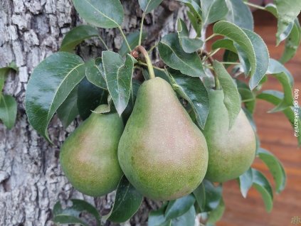 Hrušeň 'Charneuská'