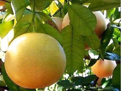 pompelno