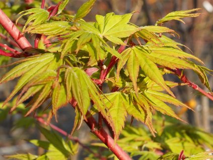 Javor dlanitolistý 'Sangokaku'  Acer palmatum 'Sangokaku'