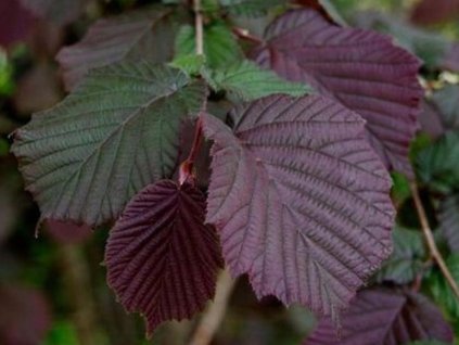 Líska obecná 'Purpurea'