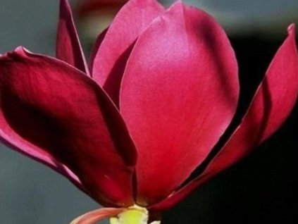 Magnolie 'Red As Red'