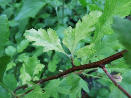 Hloh zelenomasý 'Variegata'