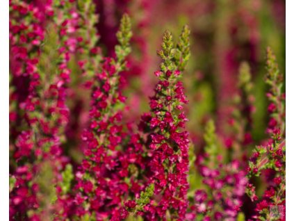 calluna vulgaris disco queen (3)