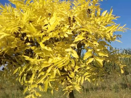 allgold2