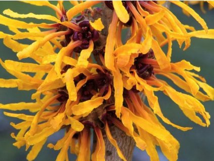 Vilín prostřední 'Orange Peel'  Hamamelis x intermedia 'Orange Peel'