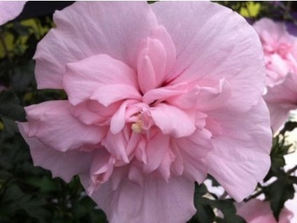 pink chiffon