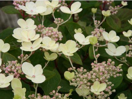 Hortenzie latnatá Early Sensation 'Bulk' PBR
