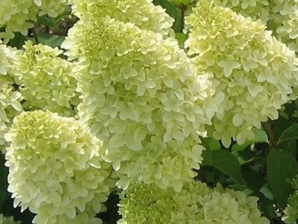 Hortenzie latnatá Magical Candle 'Bokraflame' PBR