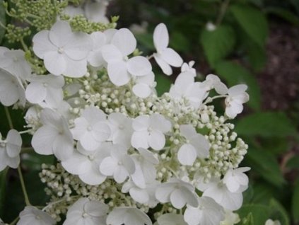white h