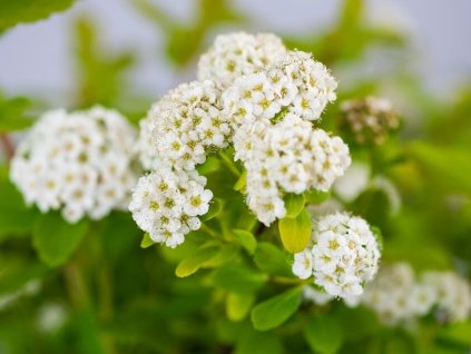 Tavolník břízolistý 'Tor Gold' PBR