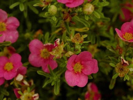 Mochna křovitá Bellissima 'Hachliss'