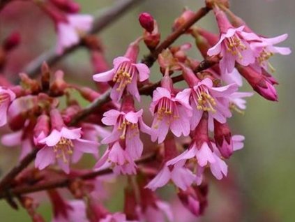 Třešeň okrasná 'Okame'