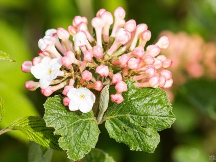 Vibrunum Carlesova