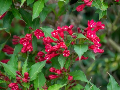 Vajgélie 'Red Prince'